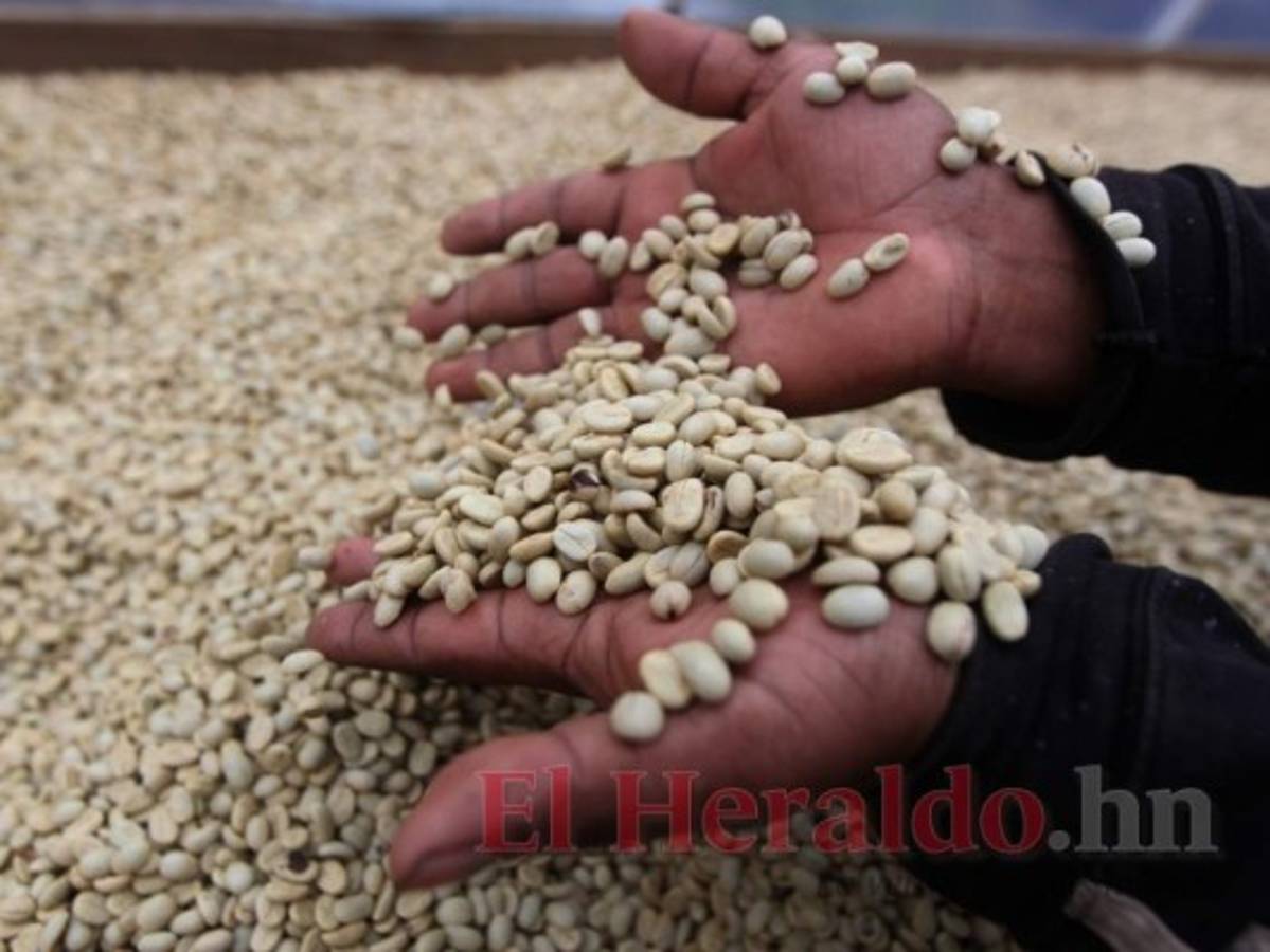 La economía de Honduras crecerá 3.4%, según Fondo Monetario