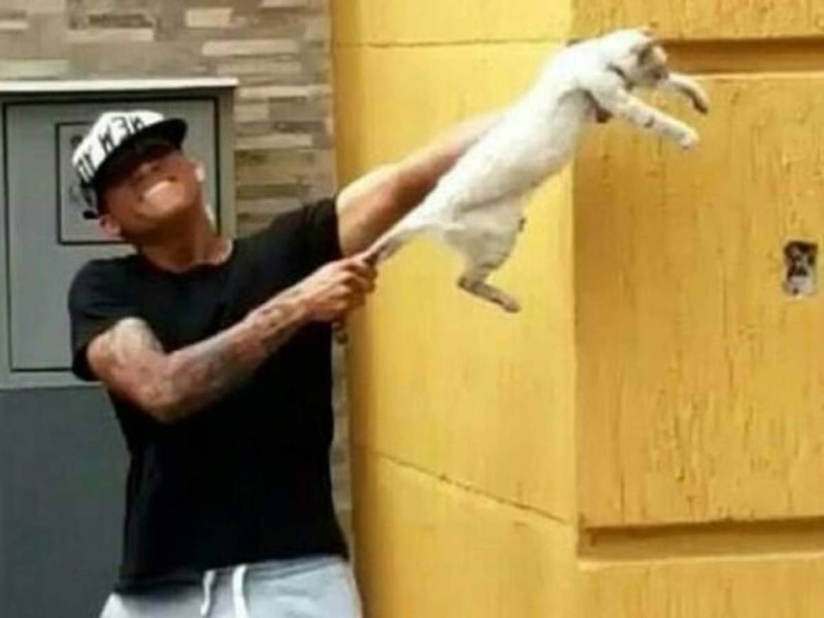 Suspenden a dos futbolistas venezolanos por maltratar a un gato