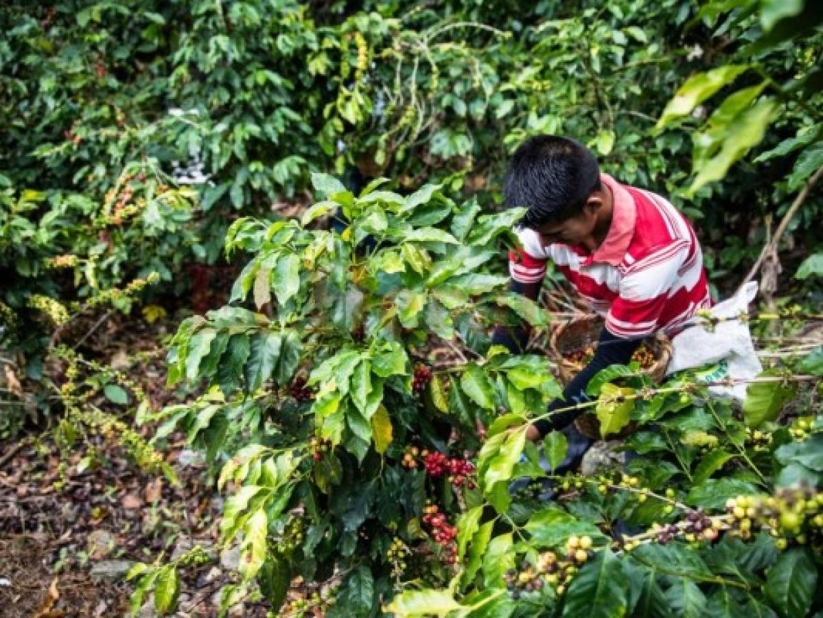 Exigen reformas a leyes del Ihcafé y el Conacafé en Honduras