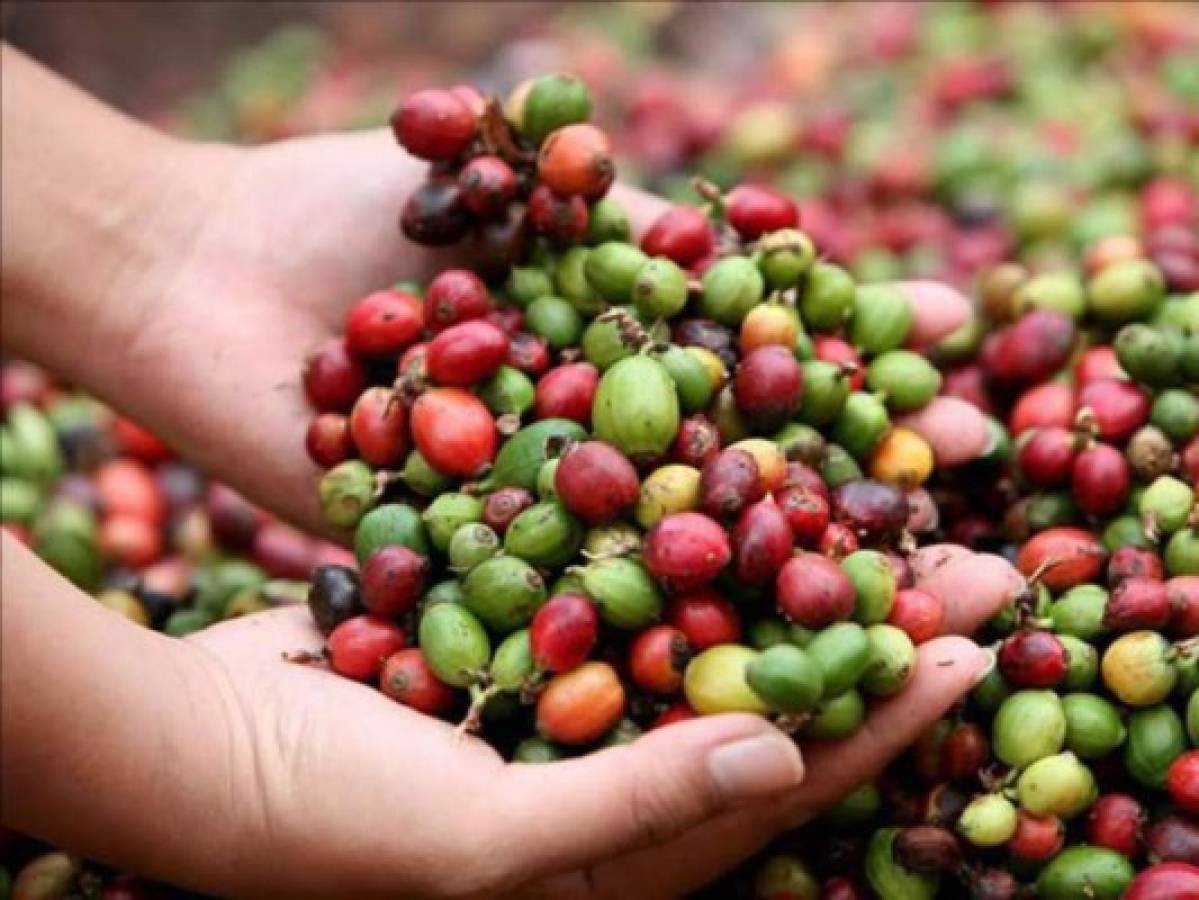 En 16% ha caído precio del café en la producción hondureña
