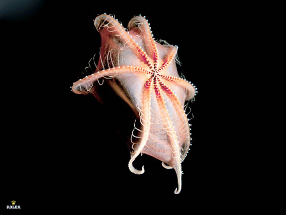 James Cameron vio un paisaje 'lunar' en las profundidades del océano