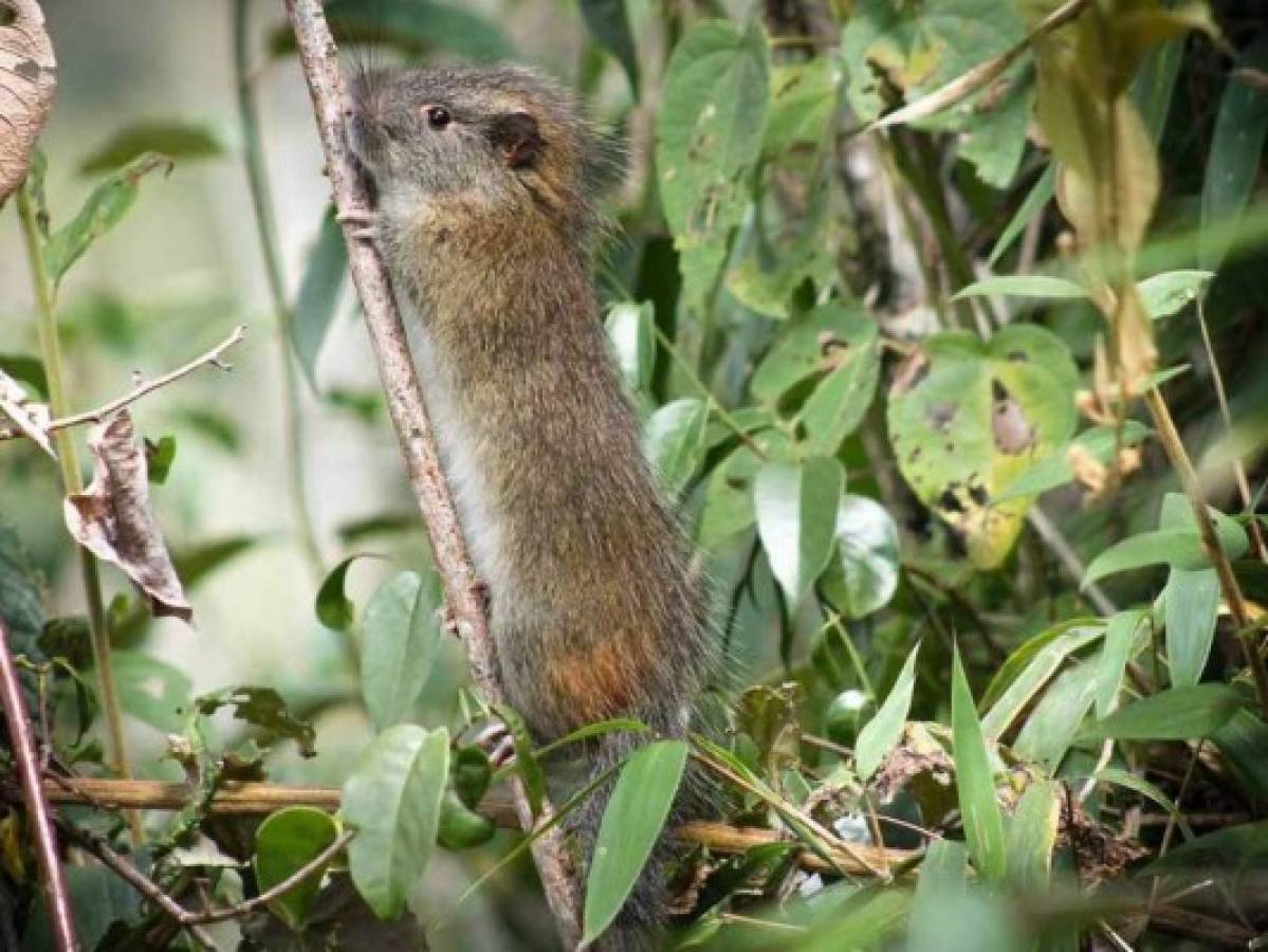 Reaparece la 'rata de bambú' en Machu Picchu, una especie rara de roedor 