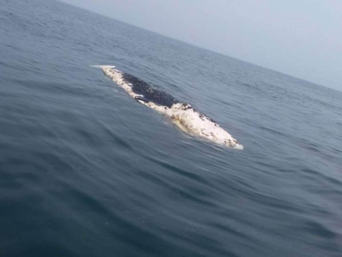 Ballena muere por herida en su cola frente a las costa de Omoa   