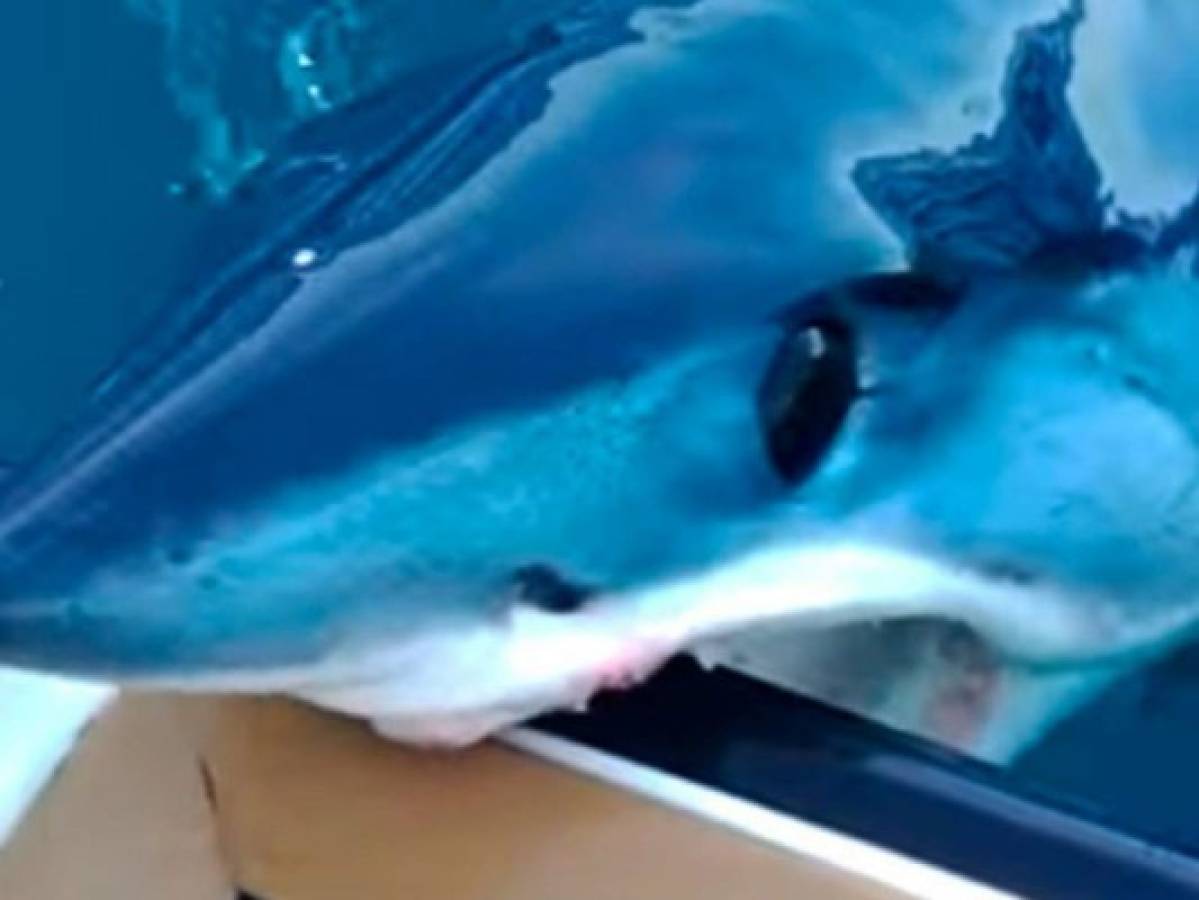 ﻿Vídeo: Un buzo se preparaba para saltar al agua y un tiburón le mordió el bote