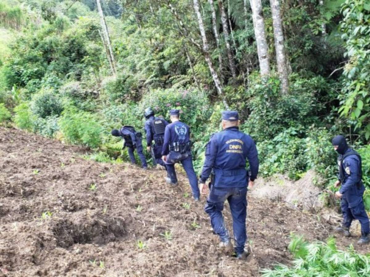 Honduras: Incautan unas 250 plantas de marihuana en montaña de Intibucá