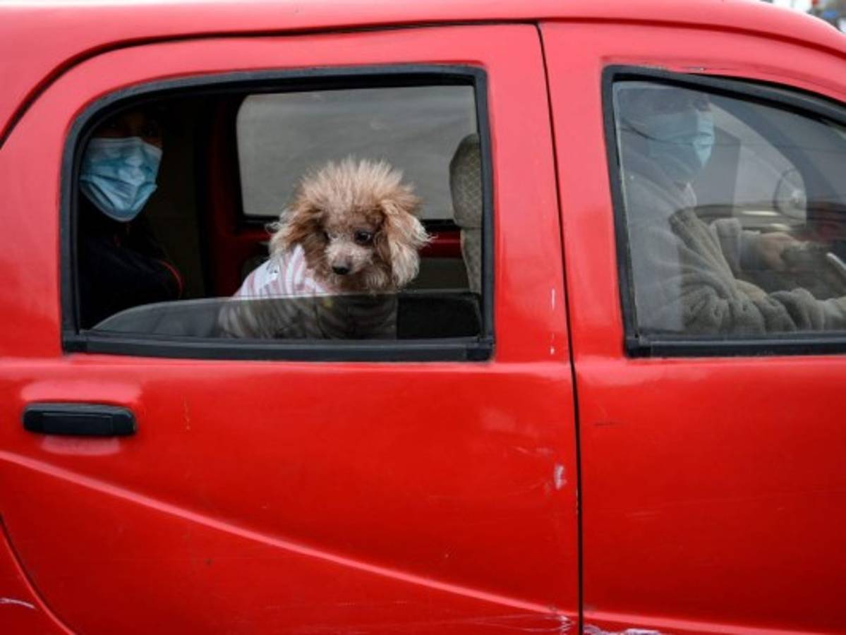 En Wuhan, las mascotas se han vuelto víctimas colaterales del coronavirus