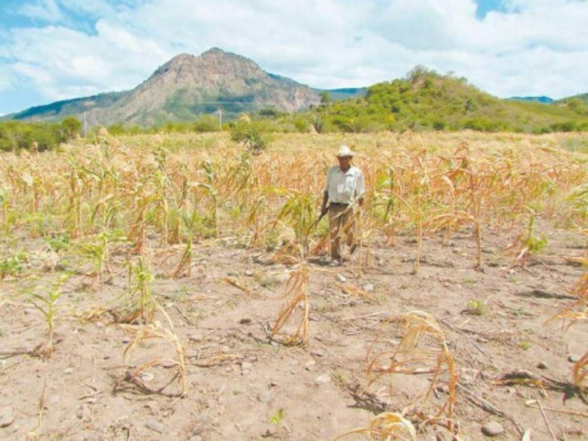 Sequía afecta a 400,000 personas del corredor seco