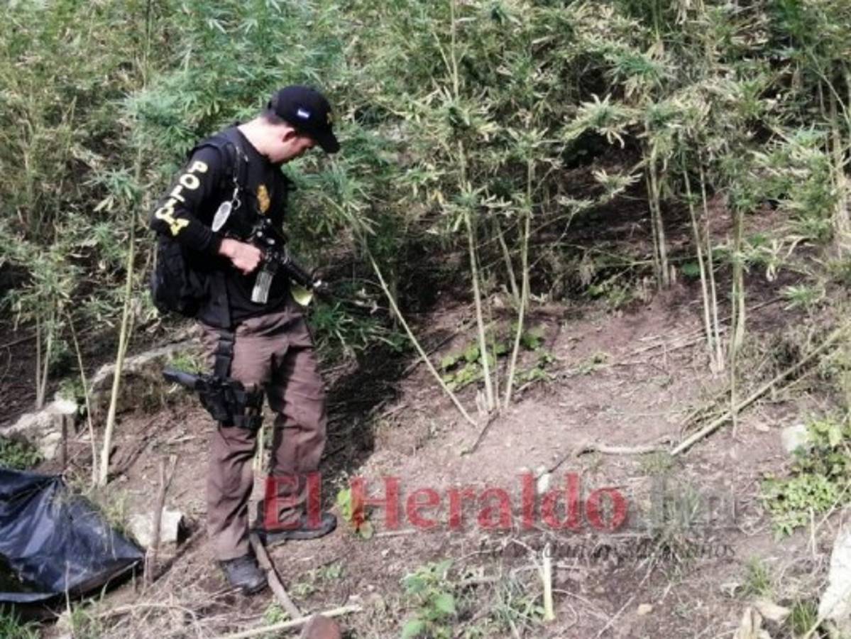 El lugar exacto del hallazgo del extenso cultivo de plantas fue en el caserío Trinidad, en la aldea Cuaca, jurisdicción del municipio de Tocoa, Colón.