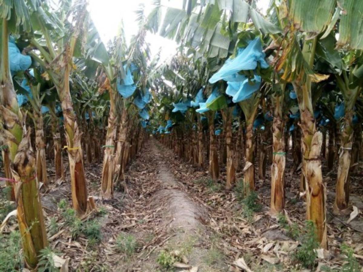Plátano colombiano duplica la producción en Comayagua