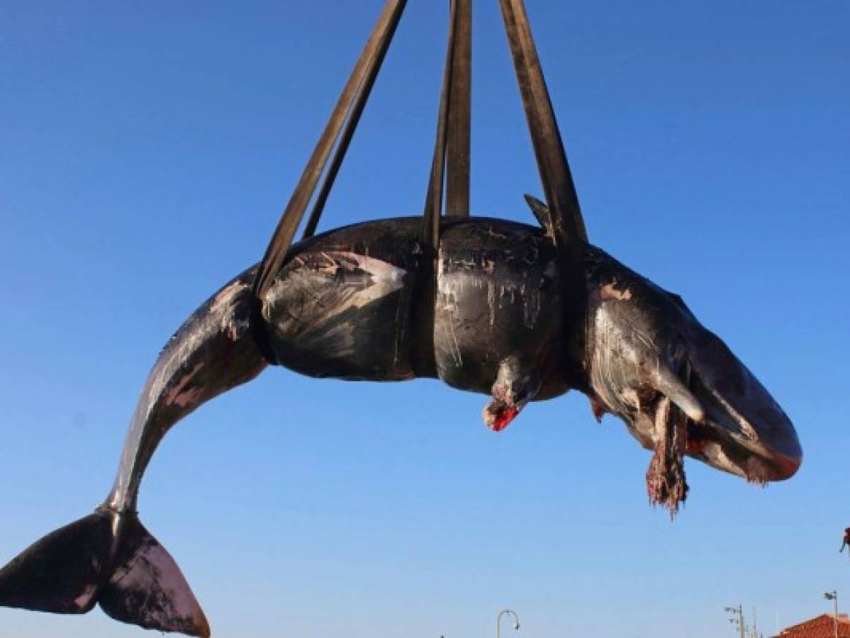 Hallan en Italia otra ballena muerta con plástico en su barriga