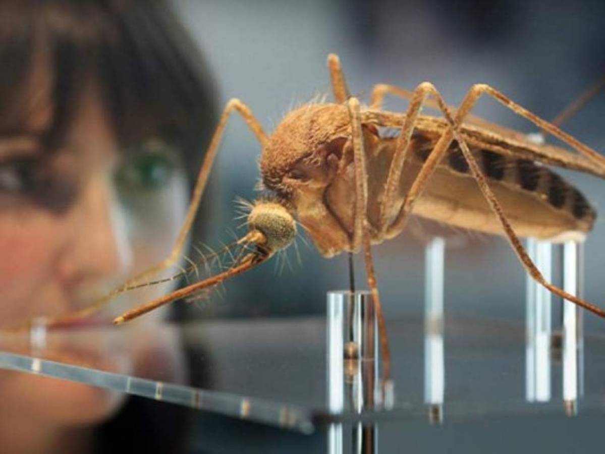 ¿Pueden los mosquitos propagar el coronavirus?