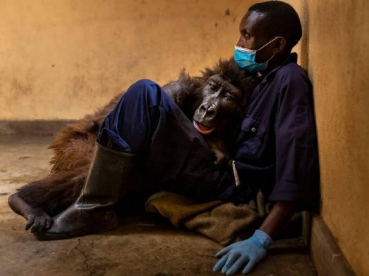 Muere Ndakasi, famosa gorila en la República Democrática del Congo