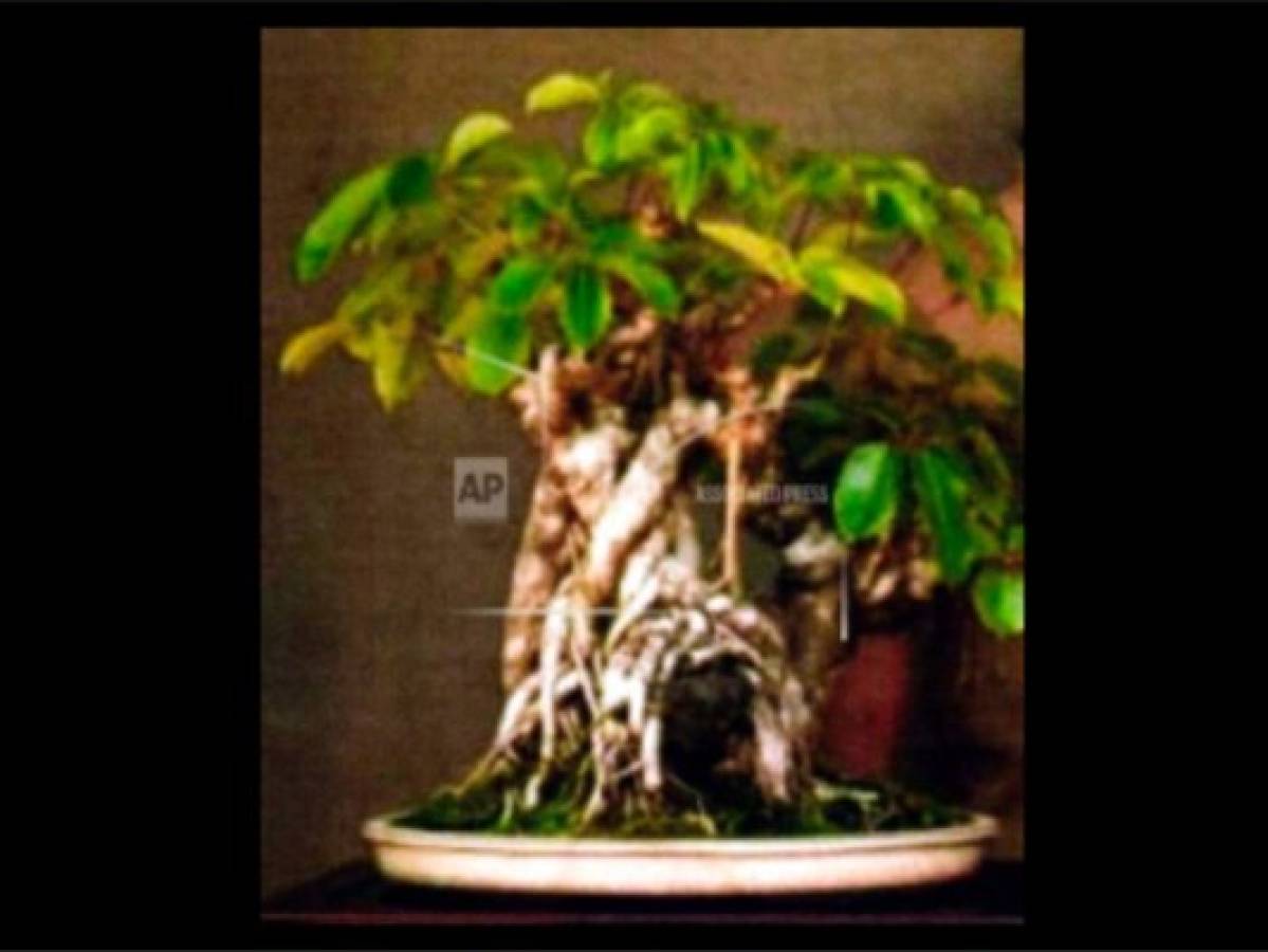 Roban bonsái a hombre que cuidó de él por 56 años