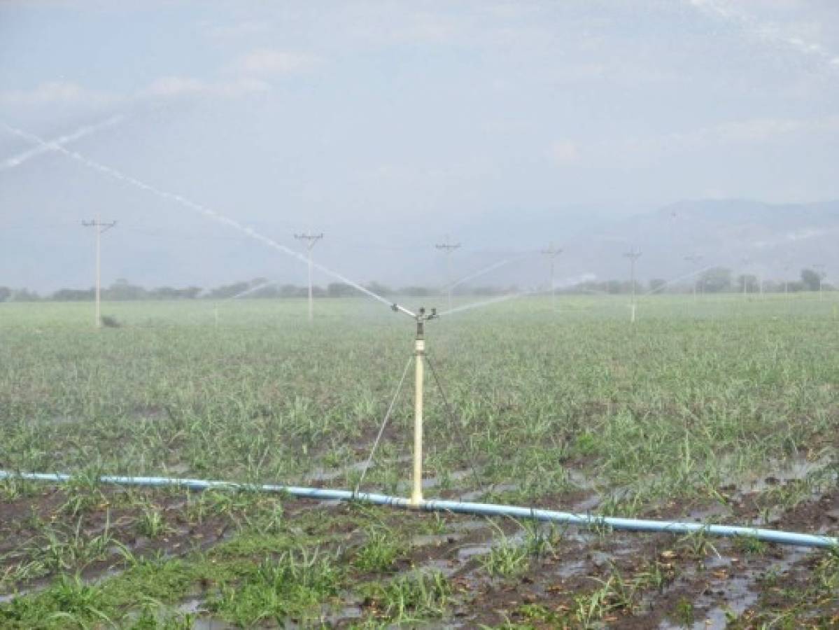 Honduras: Regularían uso de agua en la agroindustria