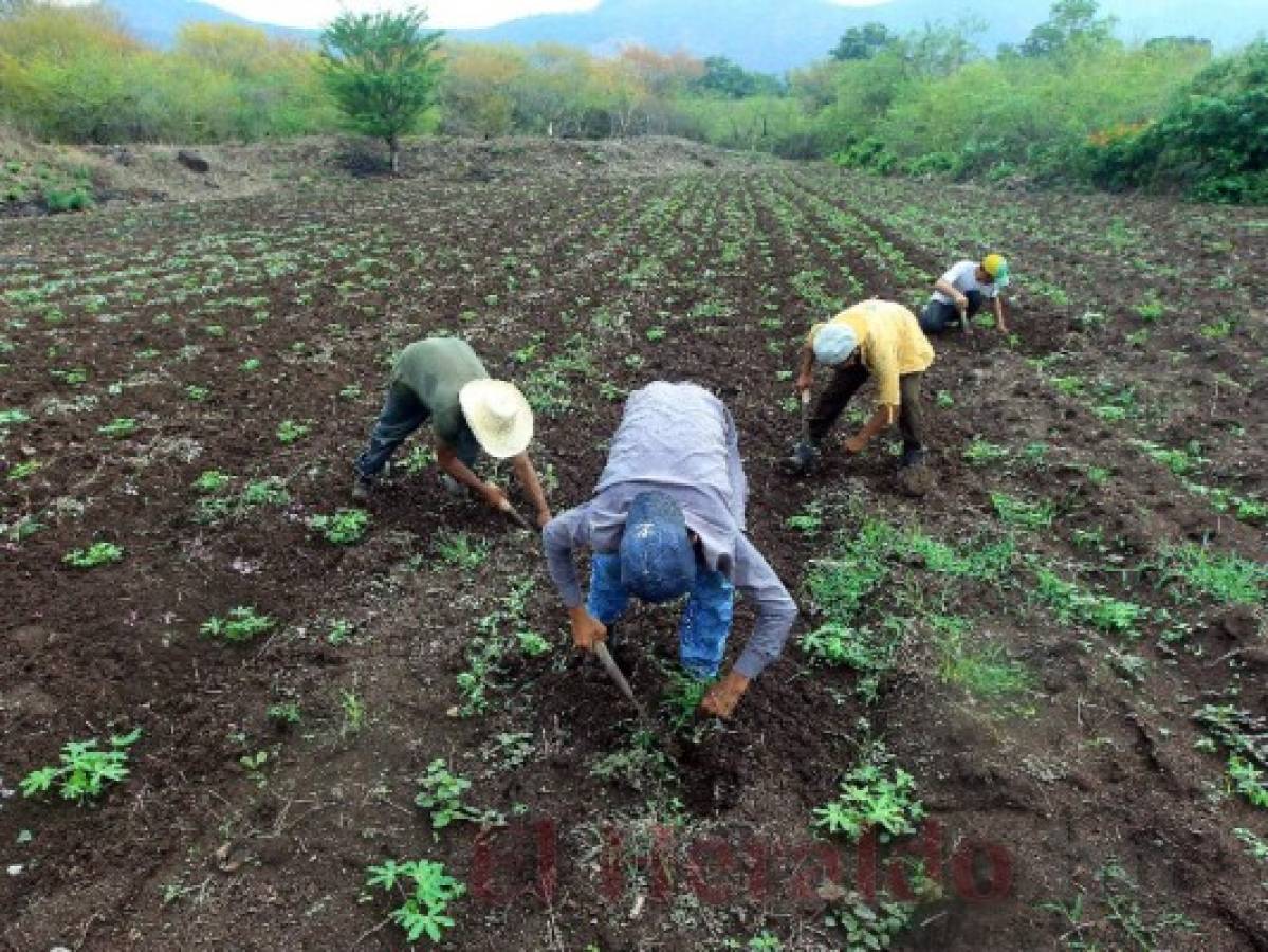 Honduras: Campesinos confundidos inician tarde la siembra