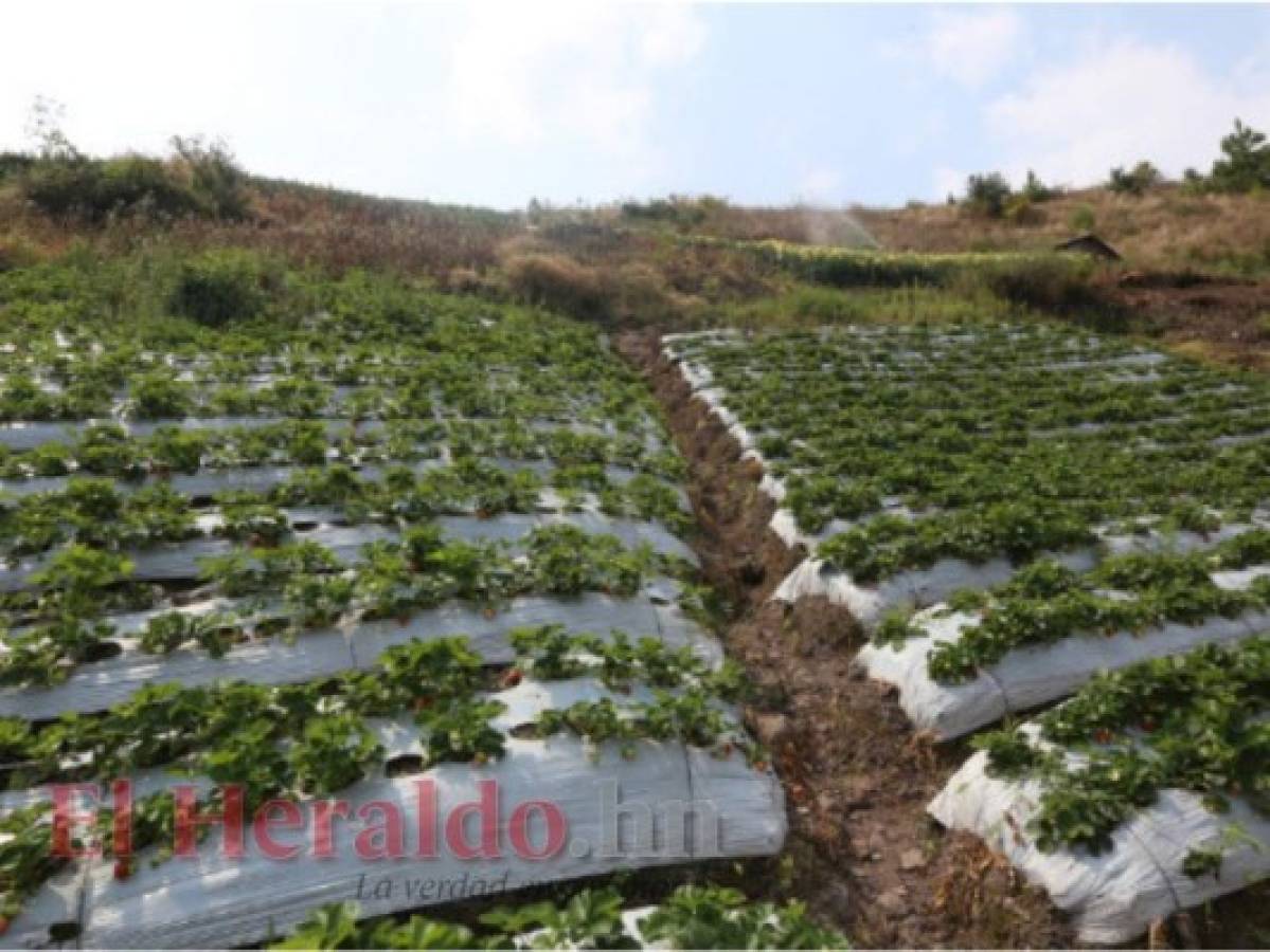 La actividad agrícola en El Piligüín es y seguirá siendo la punta de lanza para su crecimiento.