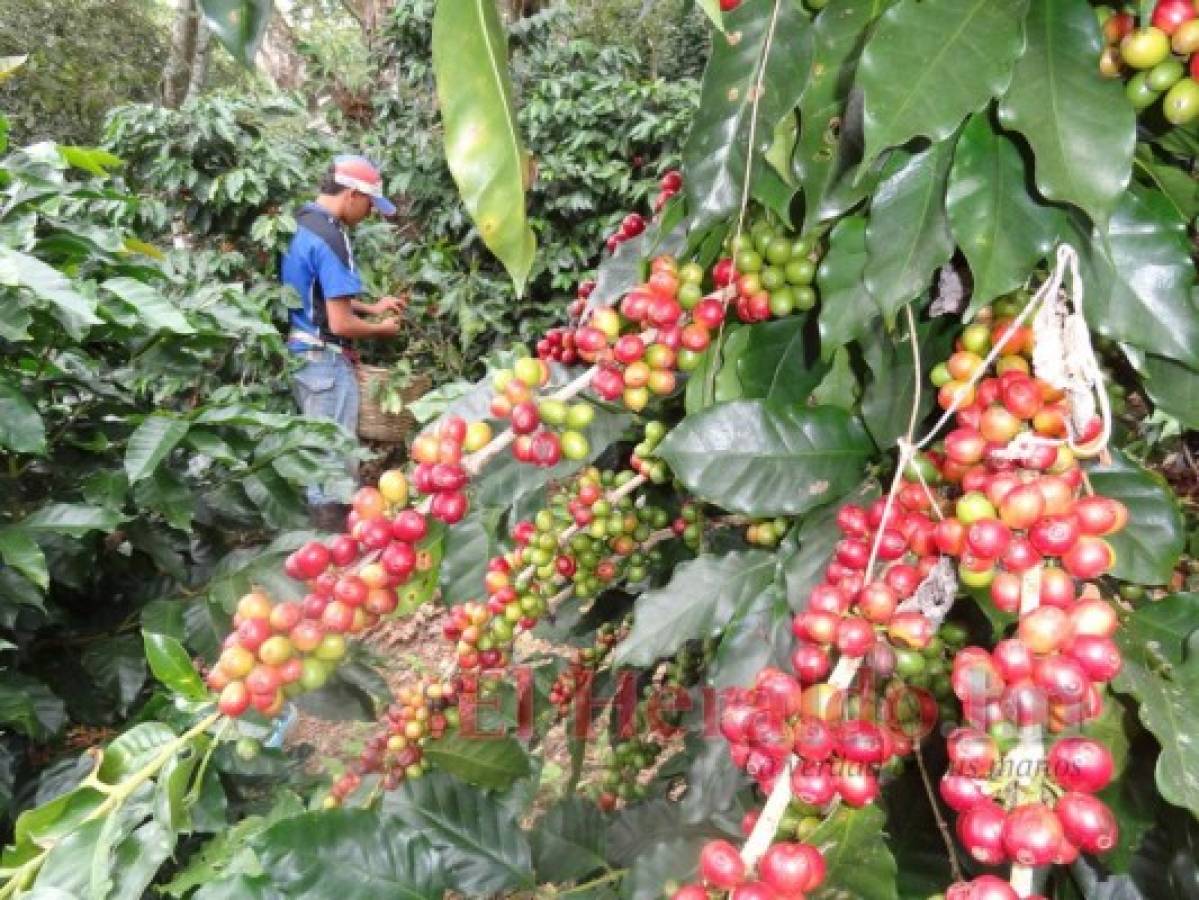 Una triple problemática enfrentan caficultores en la actual cosecha