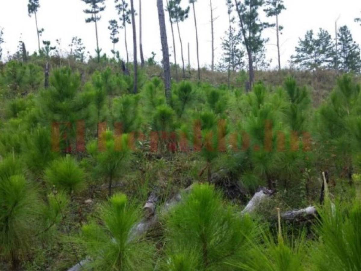 Honduras detecta rebrote de gorgojo descortezador del pino debido al cambio climático 