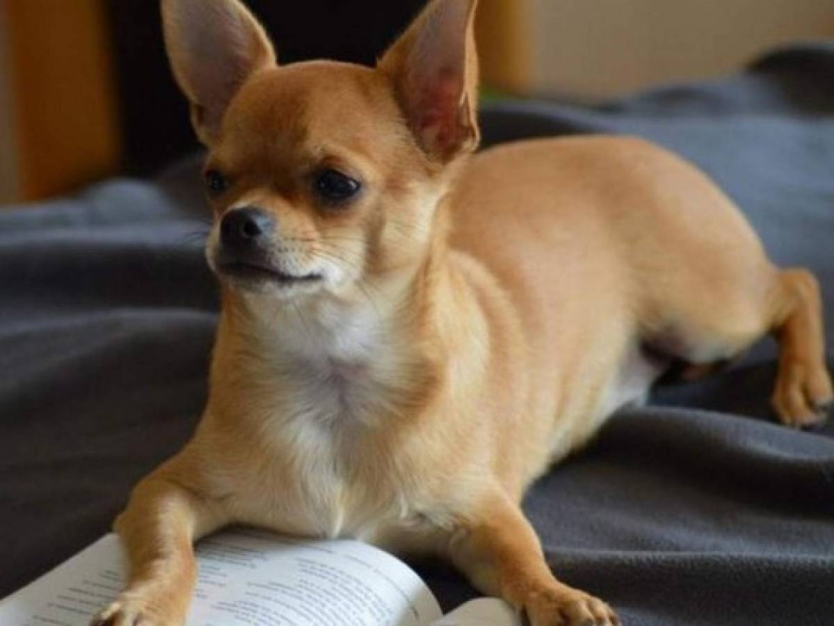 Las 7 razas de perros más pequeñas y tiernas del mundo