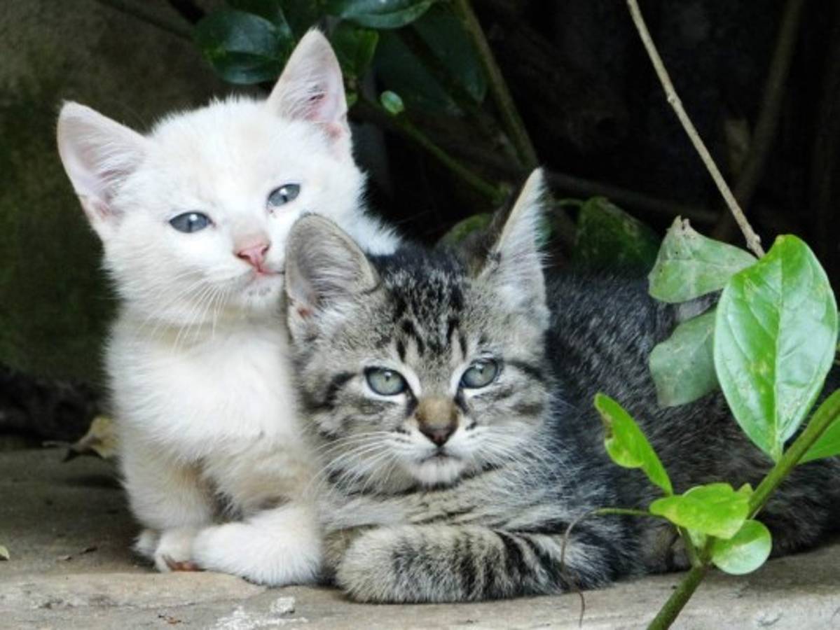 Un libro escolar indio sugiere asfixiar gatos como experimento científico