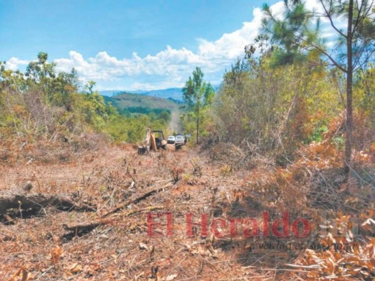 Investigan corte de 400 árboles en La Tigra