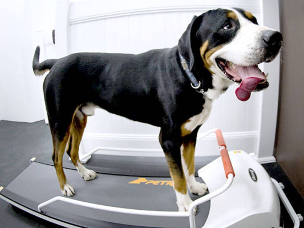 Hotel de lujo canino