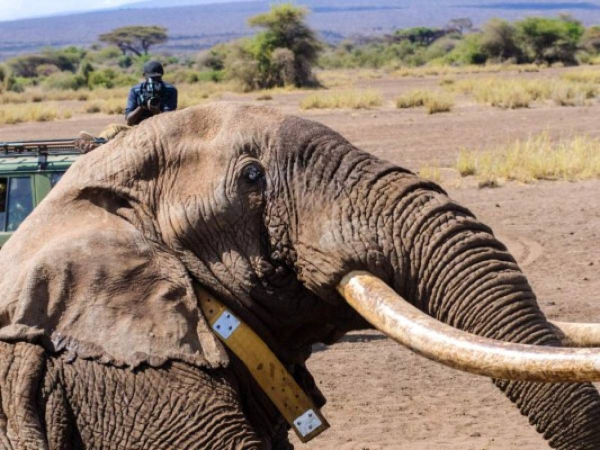 Muere Tim, uno de los últimos elefantes de grandes colmillos de África  