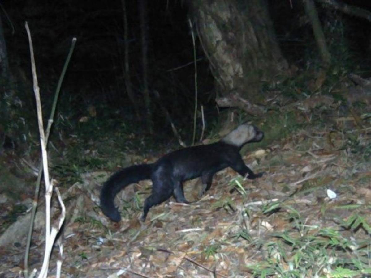 Cadejo es captado en las zonas montañosas de Honduras