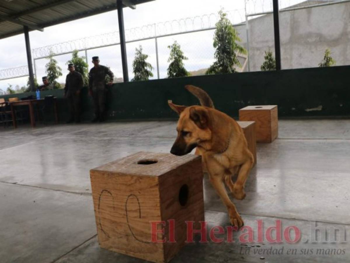 En ambos ejercicios prácticos que realizó el can para las cámaras de EL HERALDO, efectivamente dio con el explosivo y con el celular en pocos segundos. (Foto: Eduard Rodríguez/ EL HERALDO)