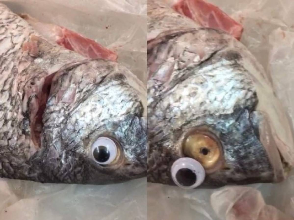 Venden pescados con ojos falsos para hacerlos ver frescos