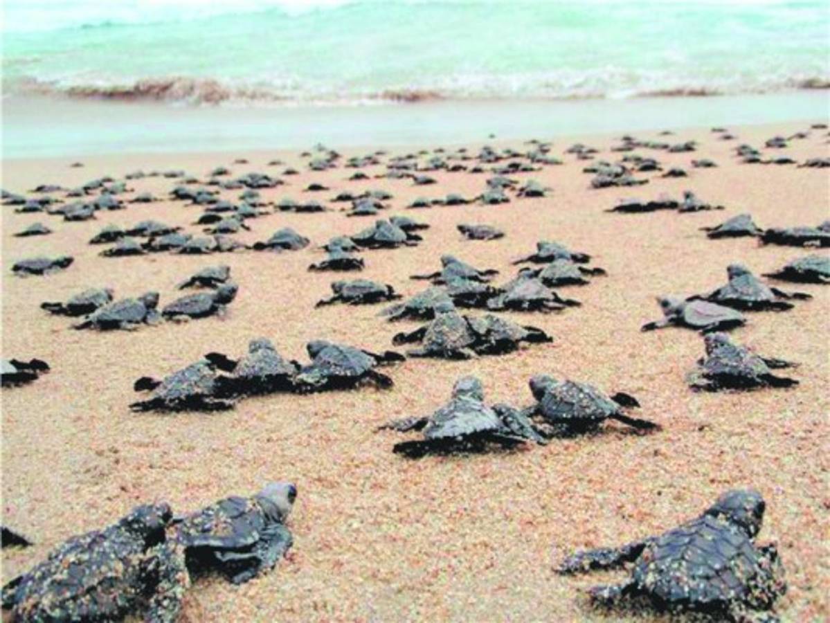 Un mágico recorrido para conocer a la tortuga golfina