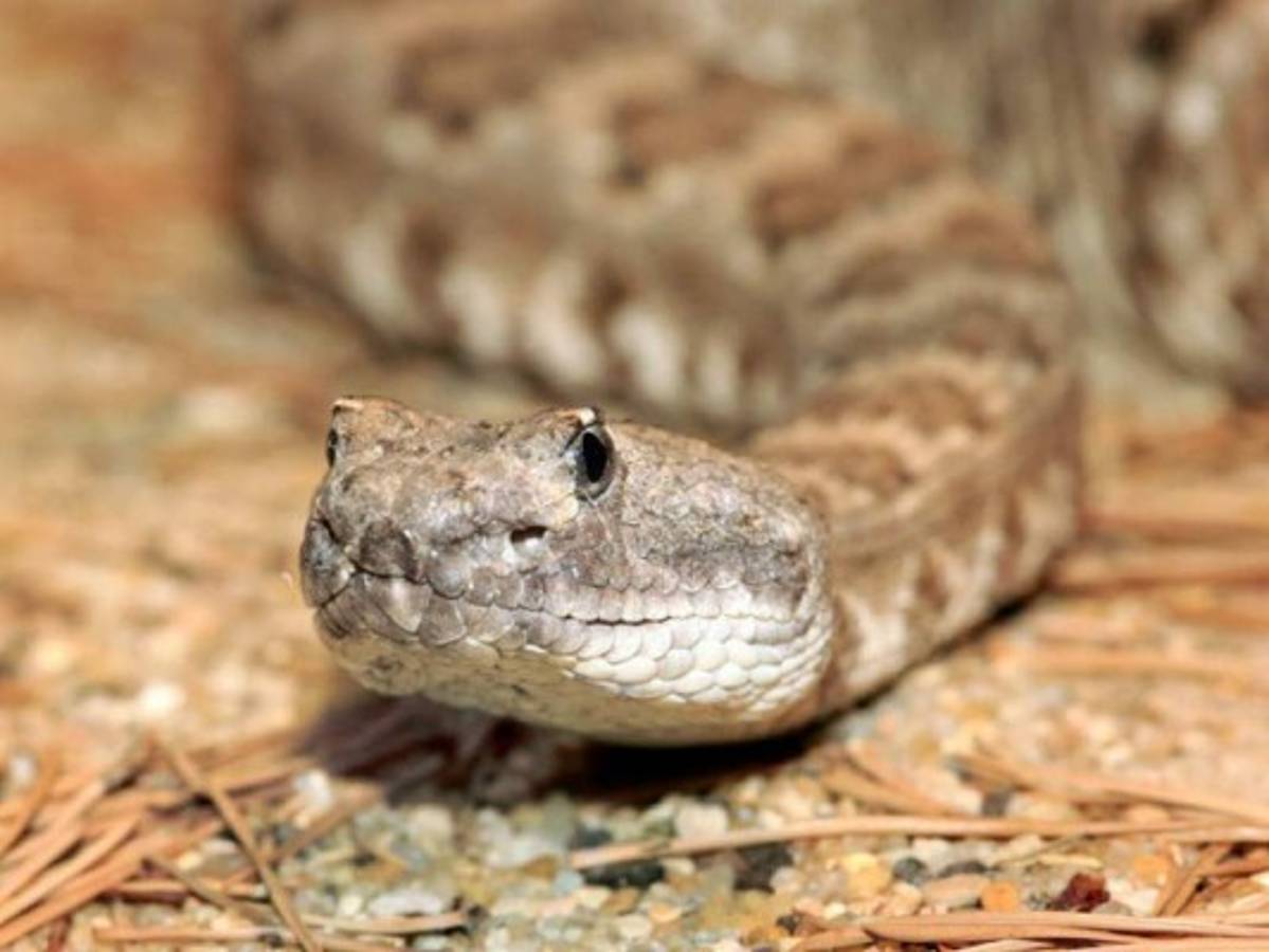 Serpiente muerde a joven en El Triunfo, Choluteca