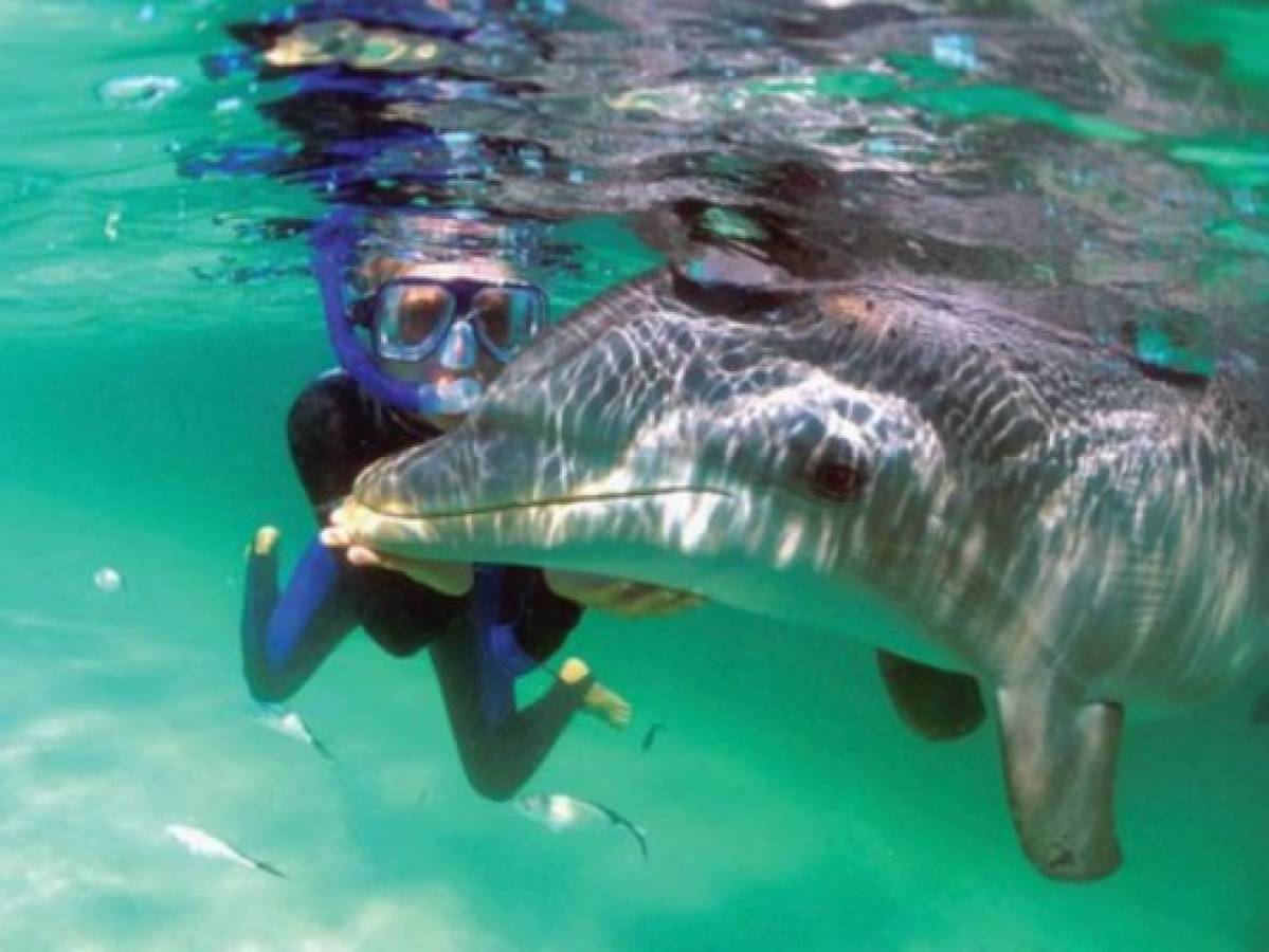 En las playas de Roatán puedes practicar buceo y nadar con los delfines. Foto El Heraldo