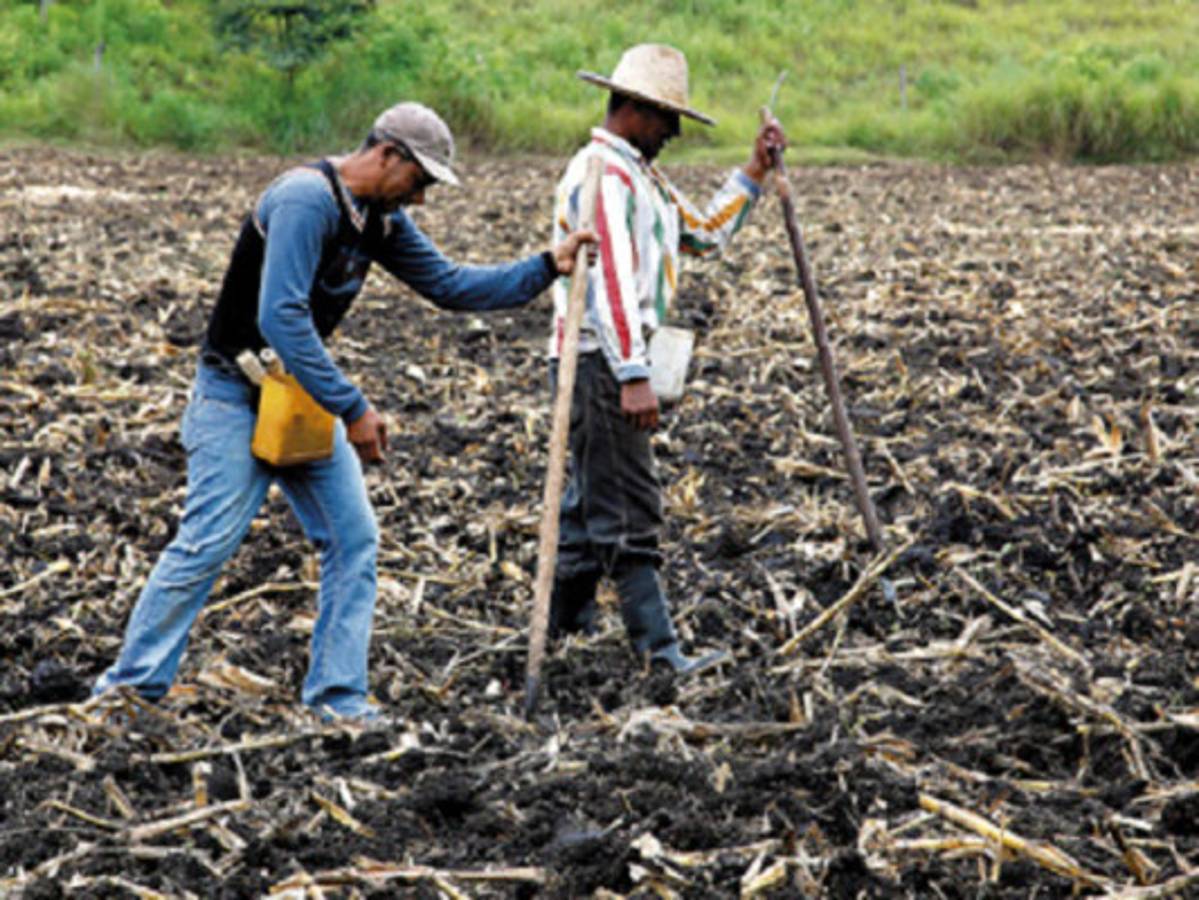 Honduras: Crearán 'herramienta” para garantizar crédito agrícola