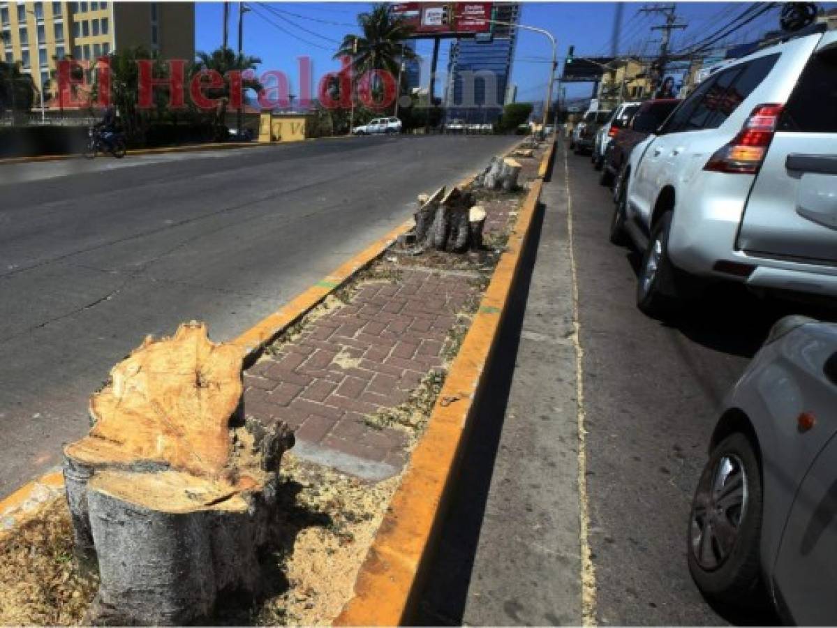Repudio total por corte de 38 árboles en la capital de Honduras