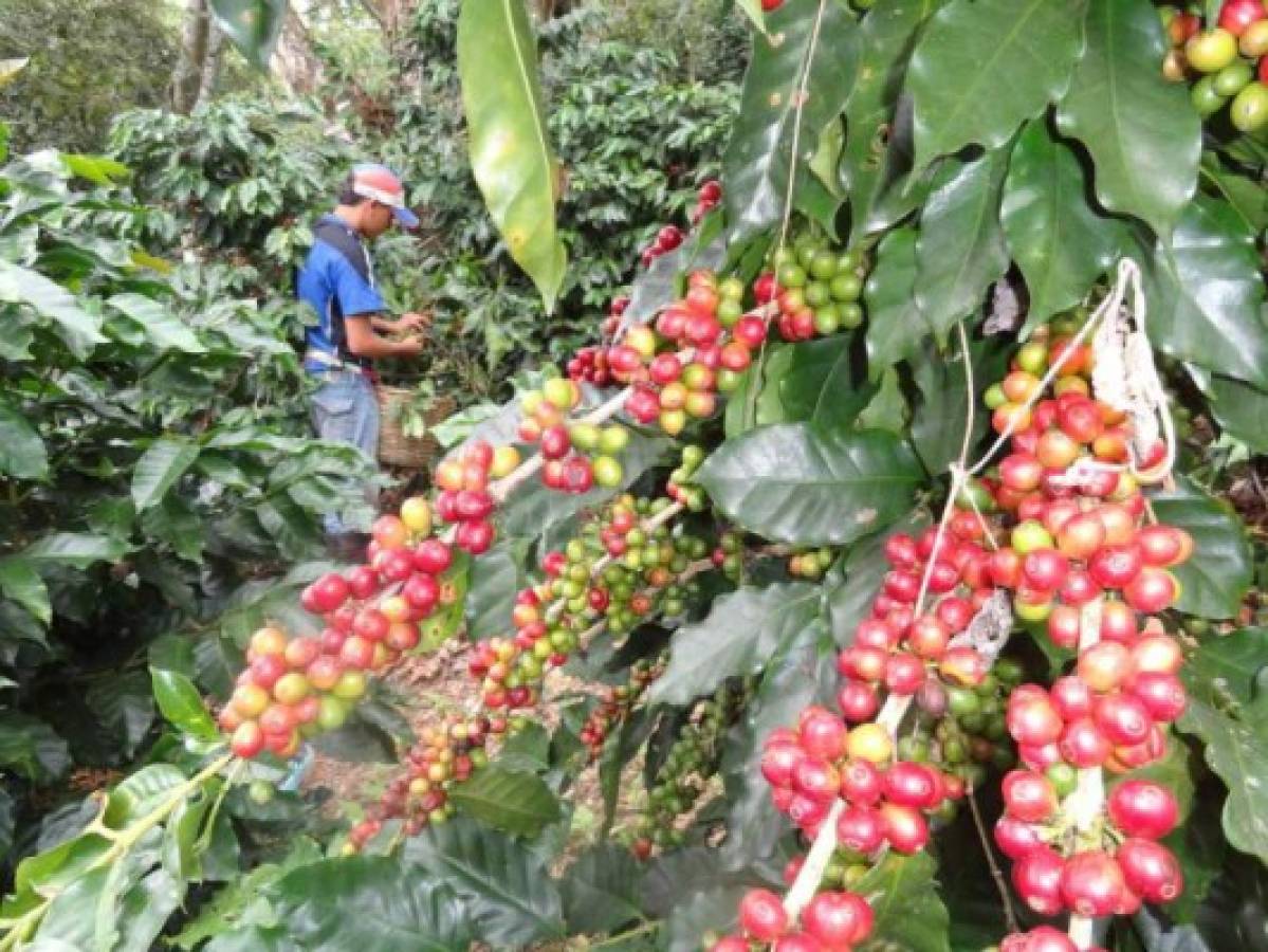 Envío de café supera 6.3 millones de sacos