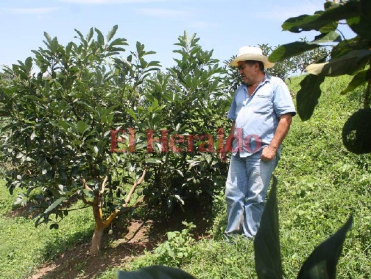 Productores de café incursionan con el aguacate en El Paraíso