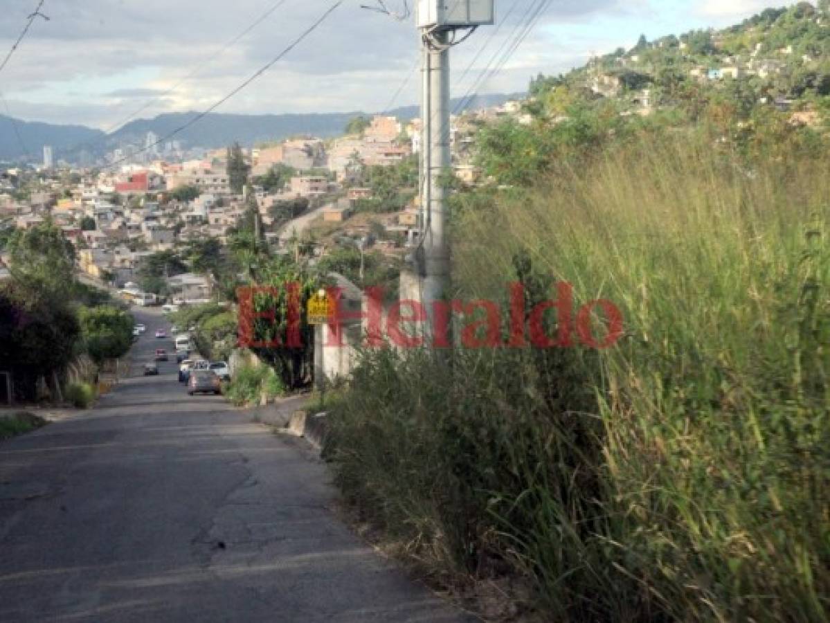 Cubierta de maleza está una acera en la residencial Honduras de Tegucigalpa