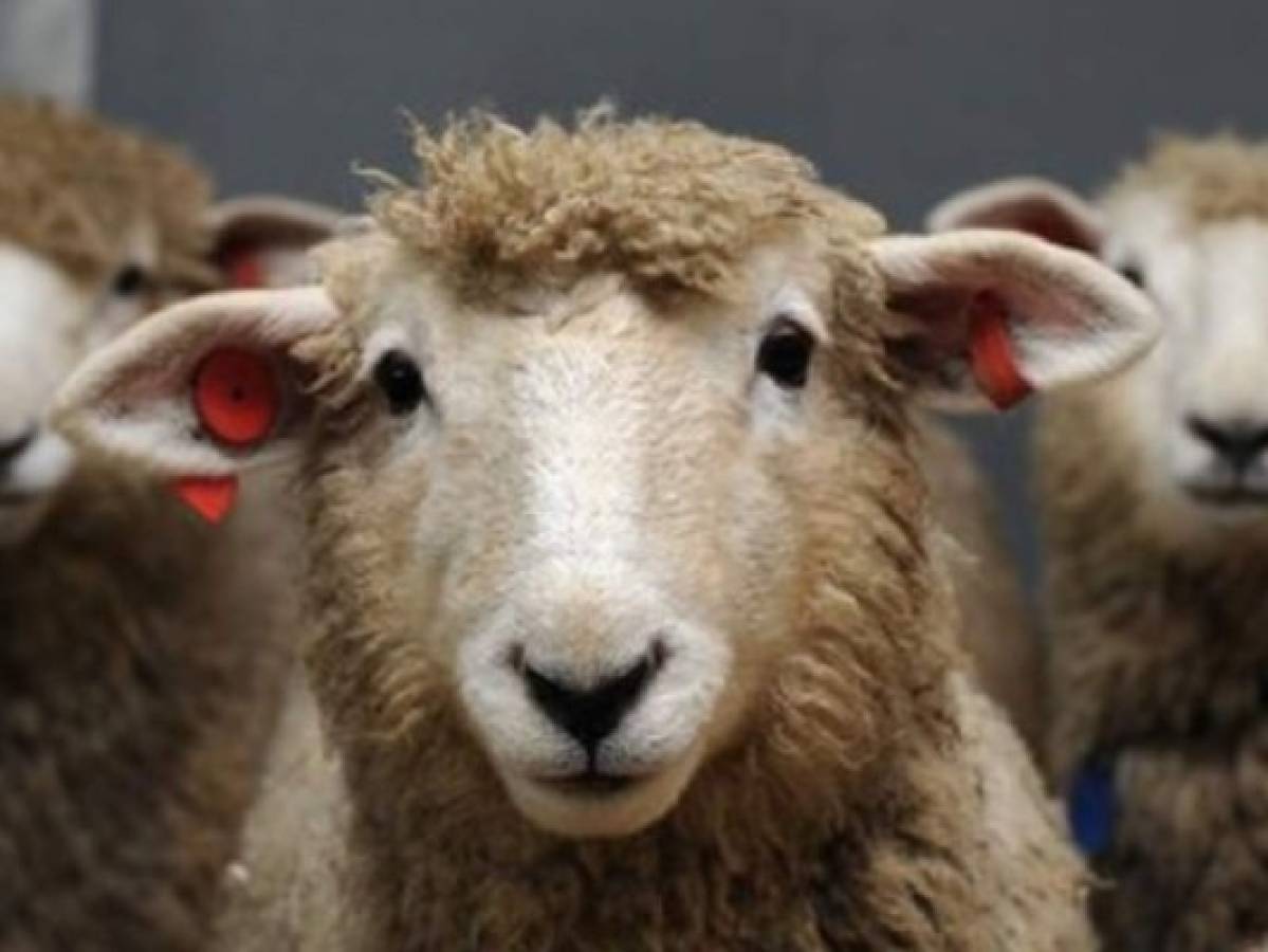 Investigadores enseñan a ovejas a reconocer la cara de Barack Obama