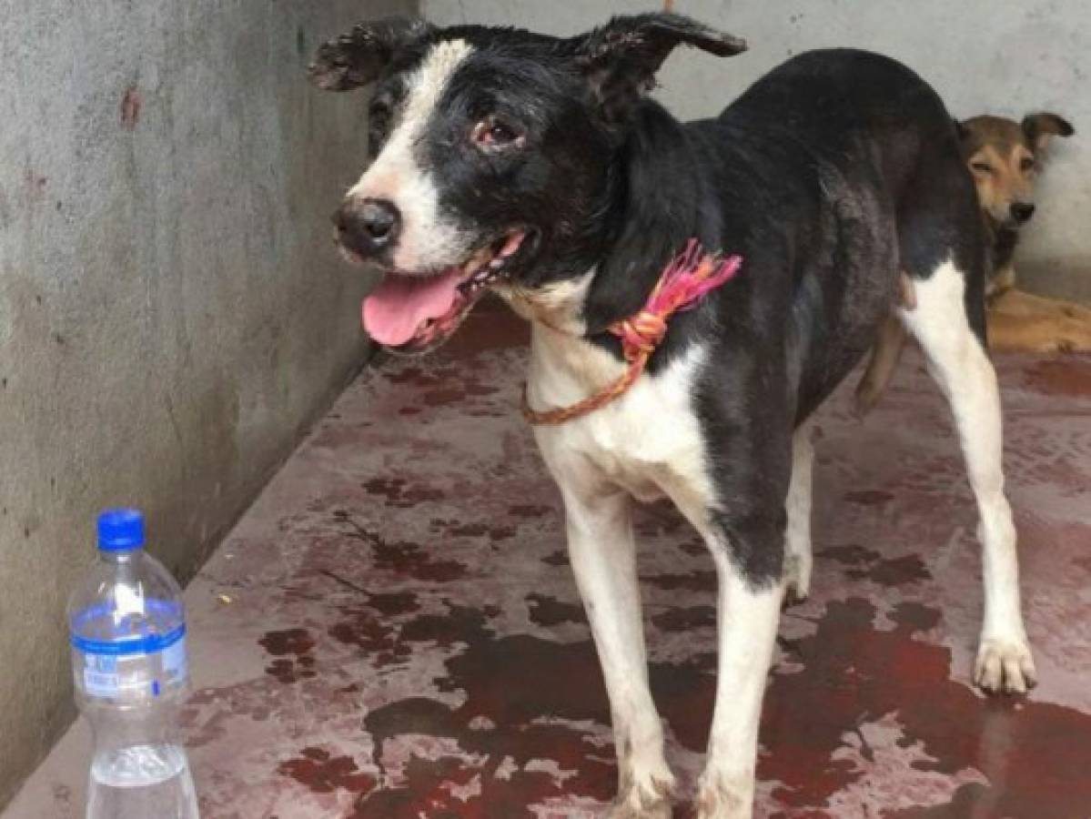 'Rambo”, el perro que sobrevivió a la erupción en Guatemala