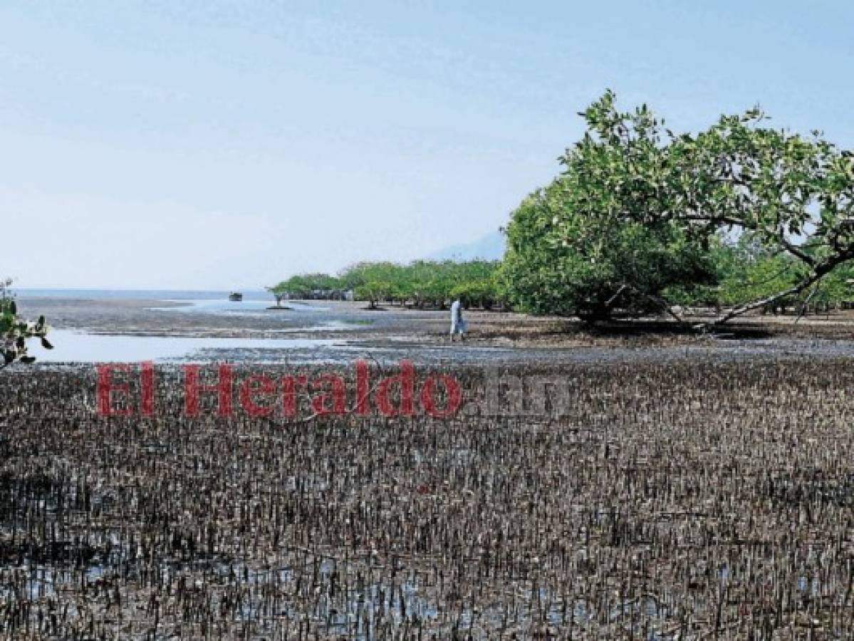 Toneladas de basura acaban con vida marina del Golfo de Fonseca