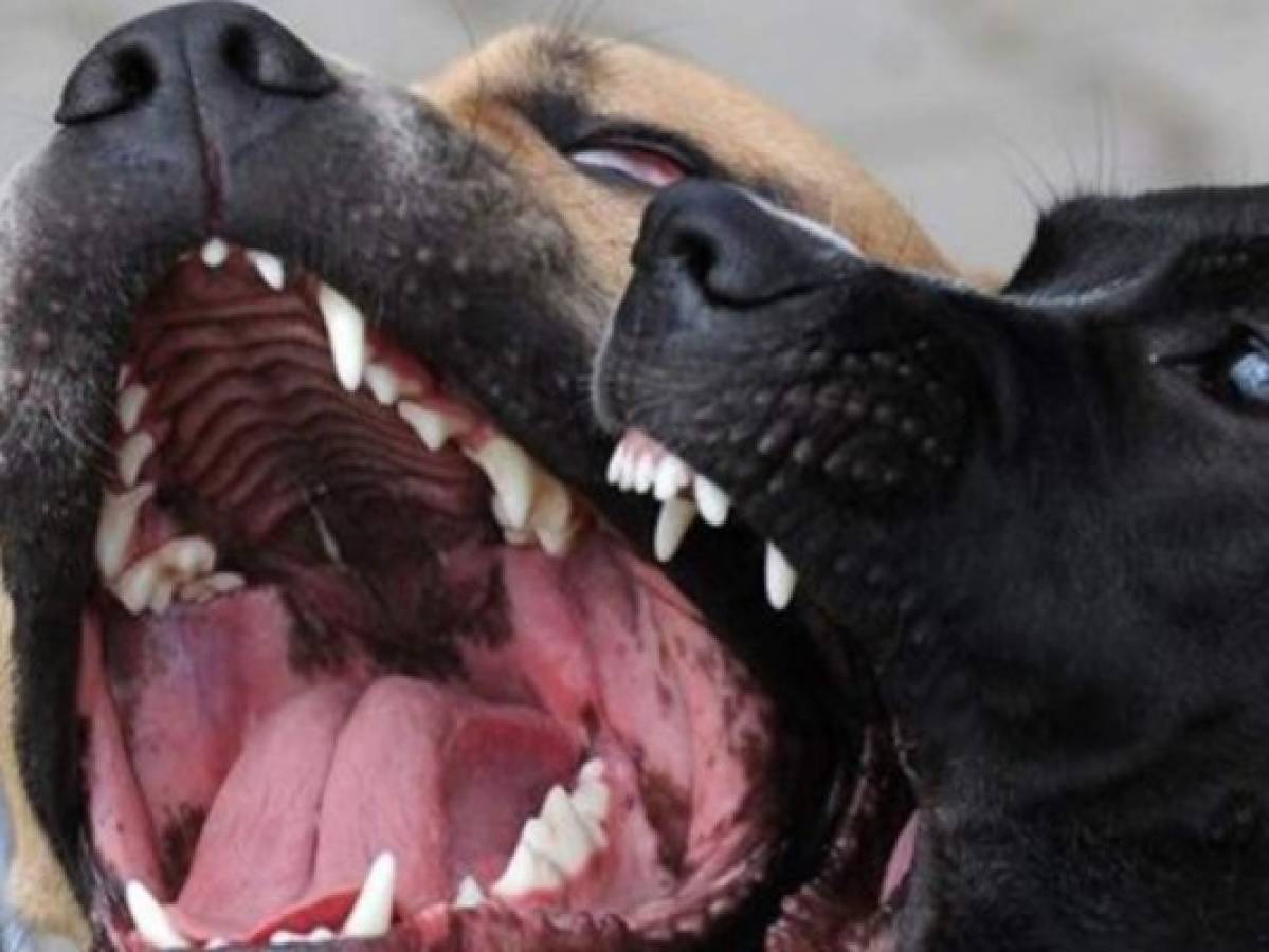 Perro pitbull le desfigura el rostro a su dueño en Comayagua