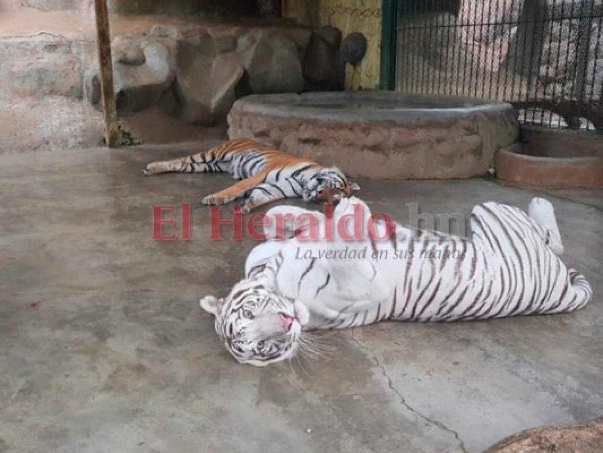 En peligro de morir de hambre más de 500 animales en Joya Grande