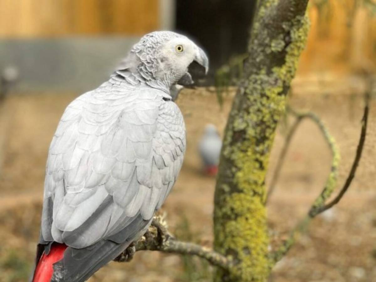 Separan a loros en un zoológico por decir malas palabras