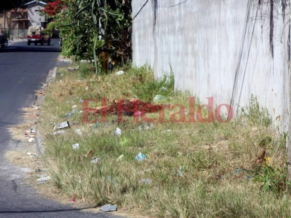 Una acera de la colonia América se pierde debido a la maleza en la capital  