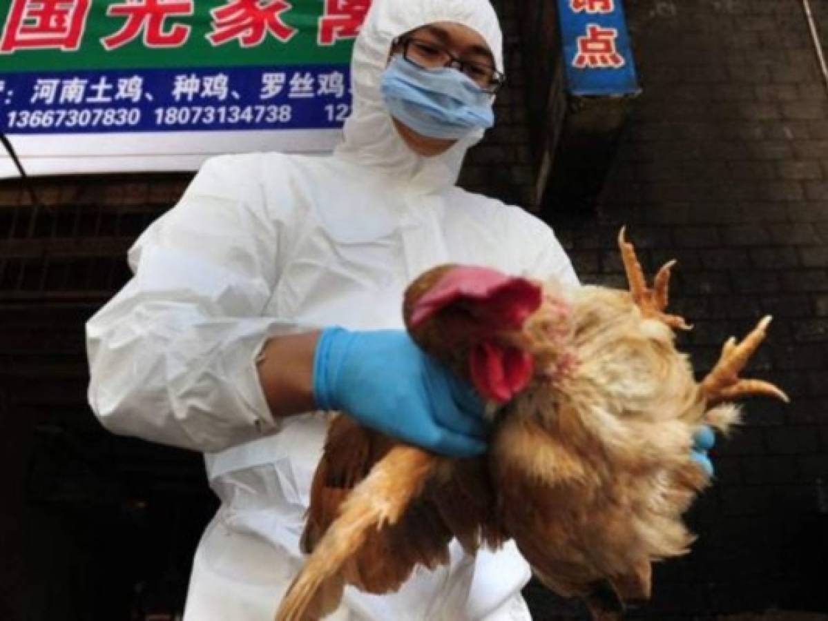 China confirma primer contagio humano de cepa de gripe aviar