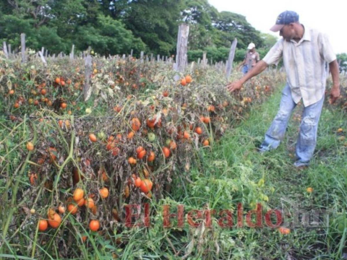 El sector agrícola sigue en crisis por altos costos de producción en Honduras