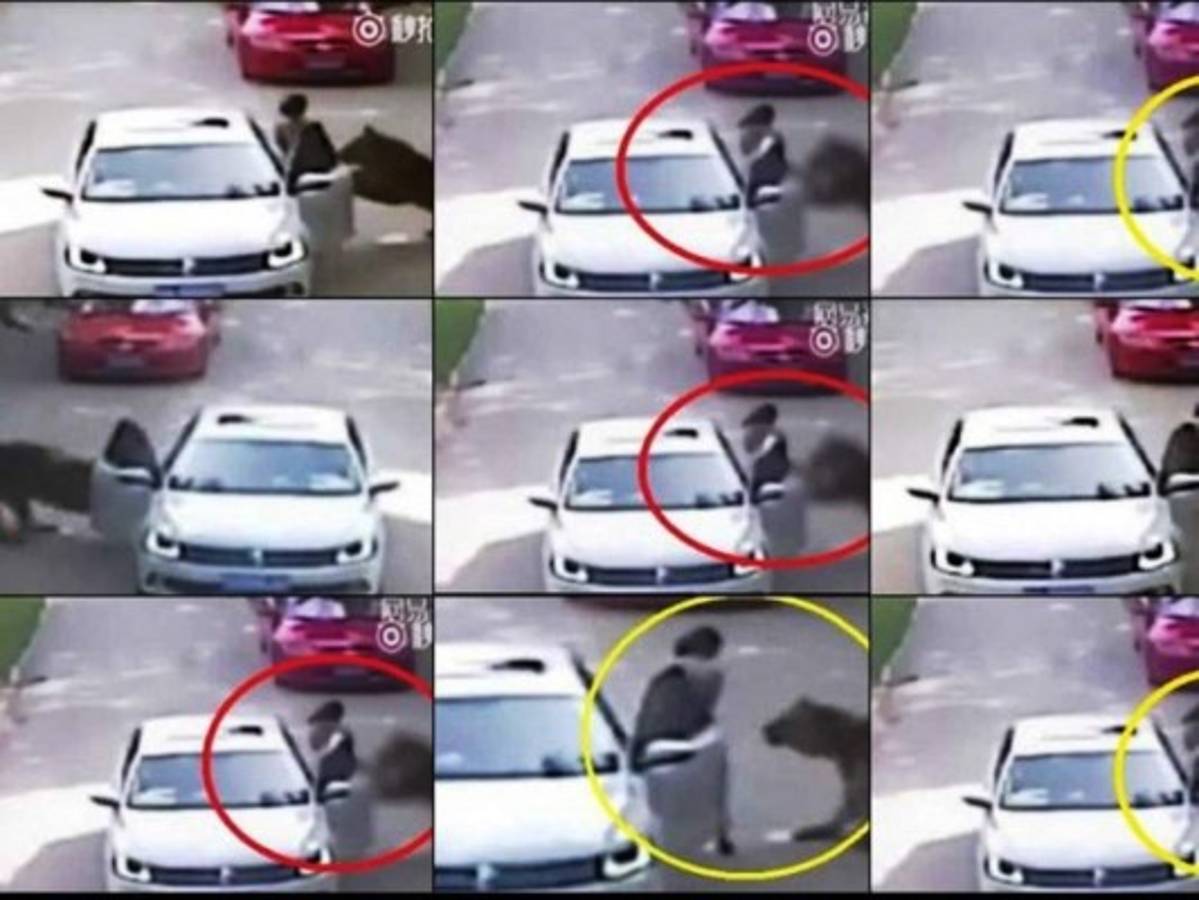 Mujer es asesinada por un tigre en un zoológico de Pekín