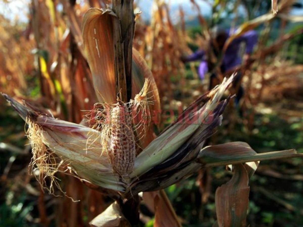 Solo en 7 municipios hay 77,446 hondureños afectados por sequía