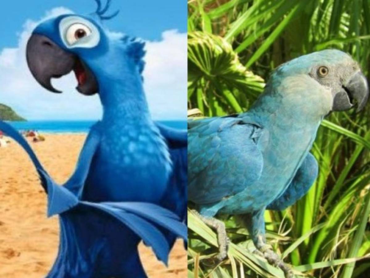 Declaran extinto al guacamayo azul que inspiró la película Río; la deforestación acabó con él
